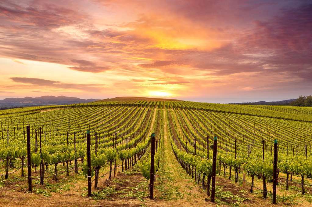 The Knoll Hotel Napa Valley, Tapestry Collection By Hilton Зручності фото
